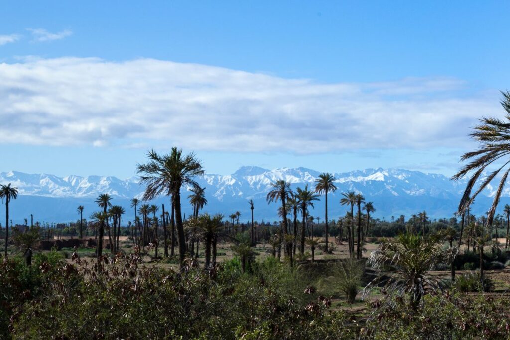 Palmeraie in Marrakech